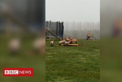 Schafe fahren Karussell auf Spielplatz in England